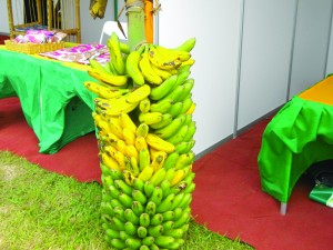 La banane fruit, le paysan doit bénéficier des effets de la chaine de valeur (Photo Pascal Niyonsaba)
