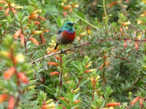 Le parc de Nyungwe abrite plusieurs espèces d'oiseaux comme ici le colibri (Photo archives)