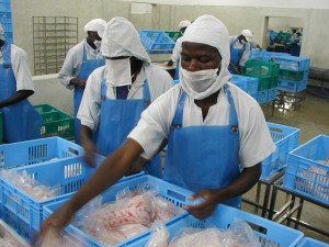 L'industrie agro-alimentaire en Afrique est à ses débuts (Photo internet)