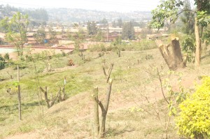 RNRA voudrait que les arbres de la Ville de Kigali soient protégés (Photo RNRA)
