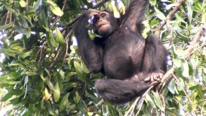 Mabara, l'un des chimpanzés de Gishwati qui seront à la base de l'entrée des devises (Photo Great Apes)