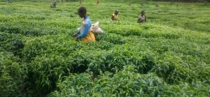 Les enfants sont nombreux dans les plantations théicoles de Mata (Photo D.Gasarabwe)