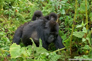 Bébés gorilles jumeaux de la famille Hirwa, une des sources de devises (Photo archives)