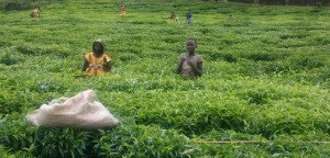 Les enfants travaillent dans les plantations au grand jour (Photo Gasarabwe)