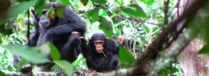 Les chimpanzés constituent un des éléments de la faune du parc du Gishwati (Photo FHA)