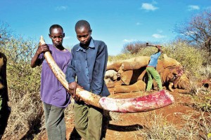 Braconniers emportant l'ivoire après avoir abattu un éléphant (Photo archives)