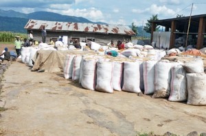 Le Rwanda produit de plus en plus une grande quantité de riz grâce à sa politique de consolidation des terres arables (Photos Archives)