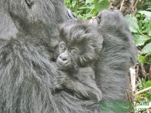Les bébés gorilles reçoivent un nom après la naissance (Photo archives)