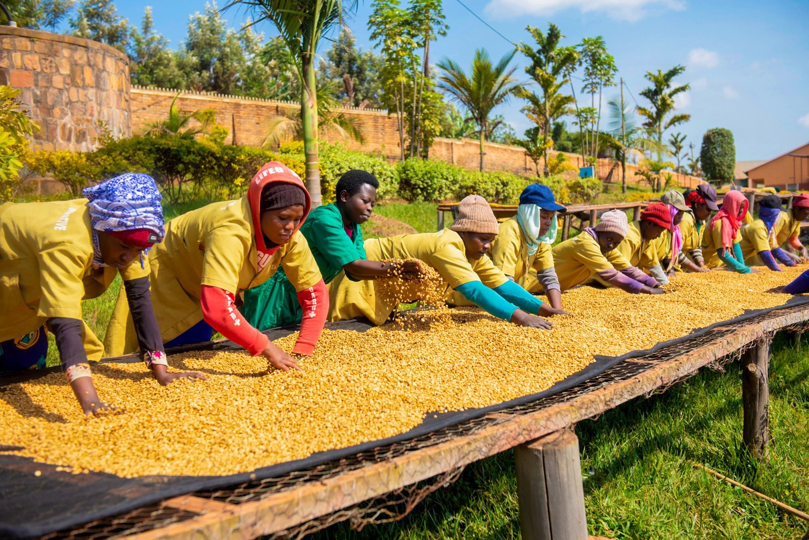 Renforcement des capacités: vers une production de café plus résiliente au Rwanda avec MIGA et Sucafina