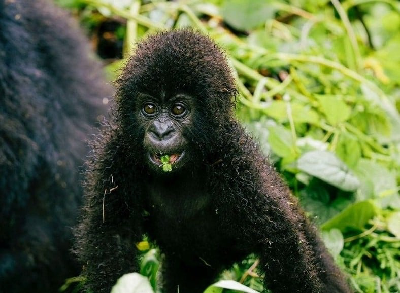 Le Rwanda s’apprête à donner des noms à 22 bébés gorilles de montagne