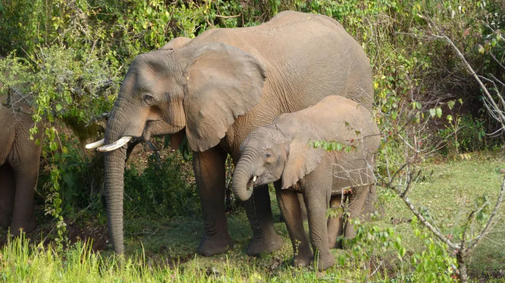 Les éléphants utilisent des plantes médicinales pour se soigner, selon des chercheurs