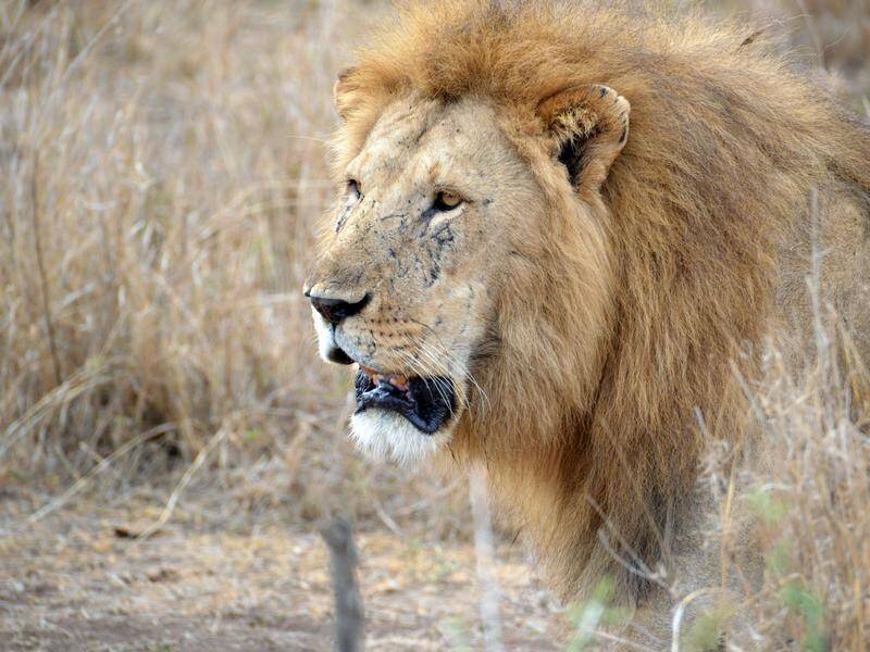La Tanzanie réduit en cendres les dépouilles de dix lions morts dans des circonstances mystérieuses à Ngorongoro